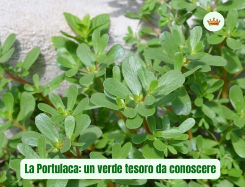 La Portulaca: un verde tesoro da conoscere.