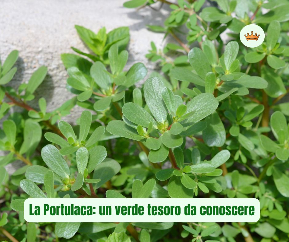La Portulaca: un verde tesoro da conoscere