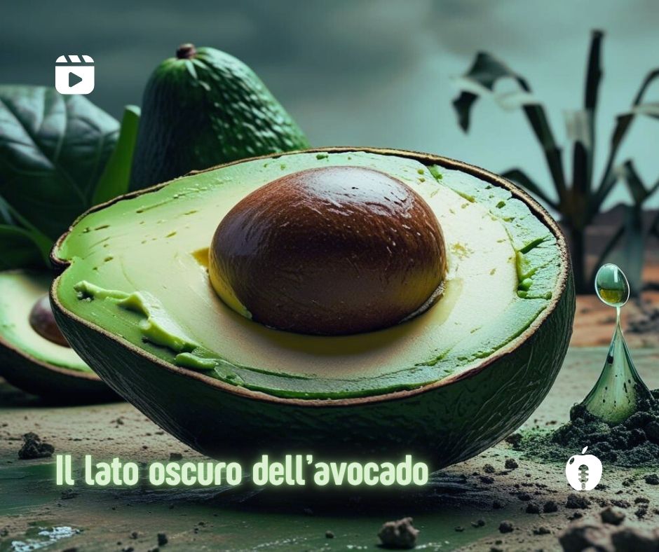 L'avocado il video