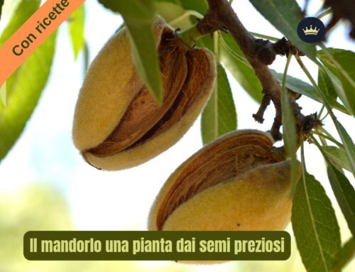 Il mandorlo: la pianta dai semi preziosi