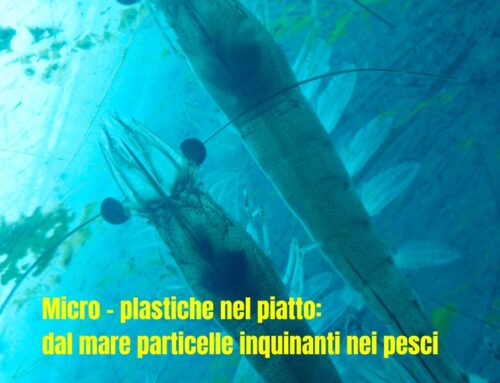 Microplastiche nel piatto: dal mare particelle inquinanti nei pesci