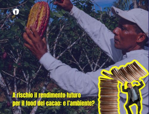 A rischio il rendimento futuro per il food del cacao: e l’ambiente?