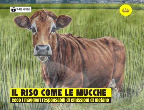 Riso e mucche: ecco i principali responsabili di emissioni di metano