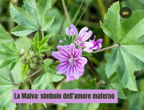 La Malva: simbolo dell’amore materno
