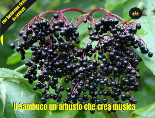 Sambucus nigra: il Sambuco, un arbusto che crea musica