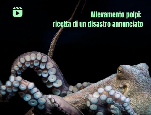 Allevamento polpi: un disastro annunciato