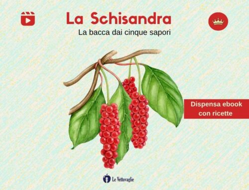 La Schisandra – La bacca dai cinque sapori – il video