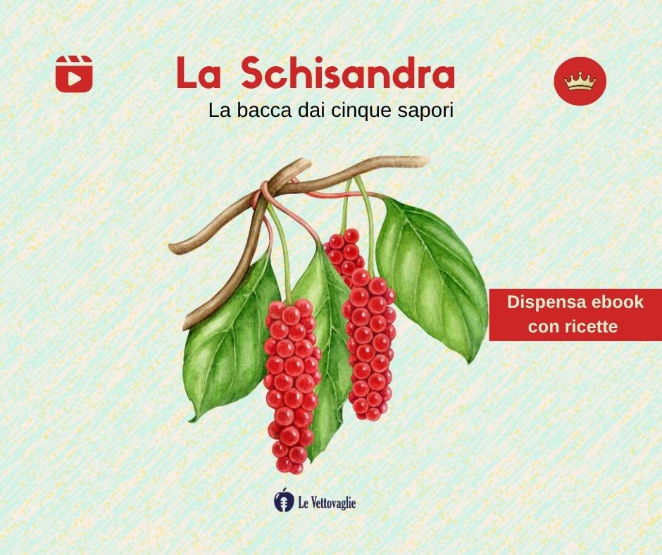 Schisandra video