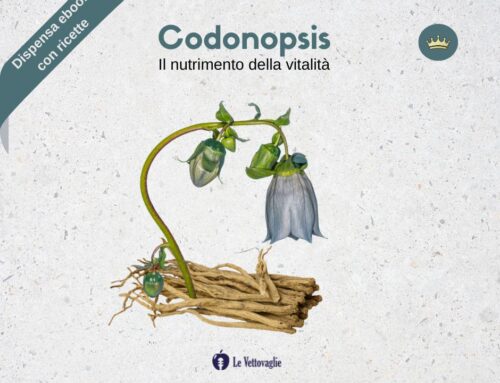 Codonopsis – Il nutrimento della vitalità