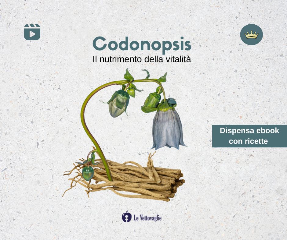 Codonopsis il video